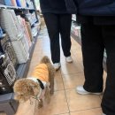 판다펫 애견미용실 | [#세종펫택시] 다정동 판다펫 반려동물용품점 &amp; 애견미용실