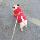 치즈 애견유치원&애견호텔 이미지