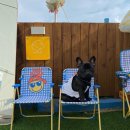 올라펜션 네이버블로그