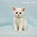 프롬시아 캐터리 이미지