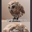 크로스핏야인 이미지