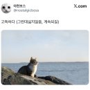 경이로운장어 | 94화 : 고독하다(그런데싫지않음, 계속되길)