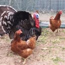 원호농장 이미지