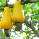 캐슈나무, 캐슈넛 [ cashew tree, Anacardium occidentale ] 이미지