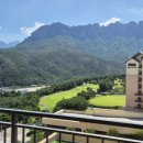 소노펠리체 델피노 이미지