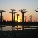 바오밥나무 이미지