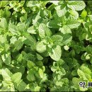 박하농장 이미지