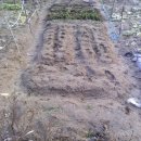 금치농장 이미지