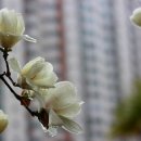 개림초등학교 이미지