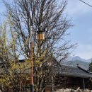 대율보건진료소 | 대구 군위 한밤마을 돌담길 산수유 주차정보 팁