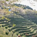 한국차문화공원 | 보성 녹차밭 - 보성차밭전망대, 보성 한국차문화공원