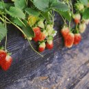 광혜원농장 이미지