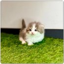 해피고양이분양 이미지