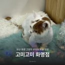 고미고미 | 부산 고양이 무마취 미용 고미고미 화명점 먼치킨 미용후기