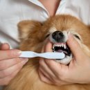 S동물병원 이미지