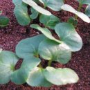 스무고개 이미지