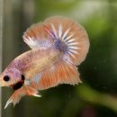 레드플라워(RED FLOWER) 이미지