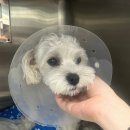 미사서울동물병원 이미지