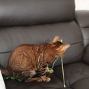 소유뱅갈캐터리 이미지