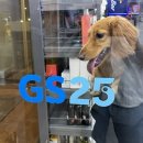 지에스25 탑동광장점 이미지