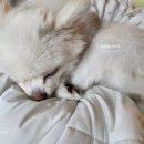 천동로 선우가