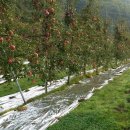의성군 옥산 사과 과수원 매매 이미지