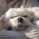 매탄동물병원 이미지