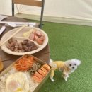 스카이애견 이미지