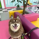 논산애견미용학원 이미지