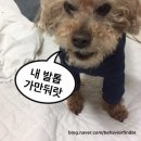 미용하는 훈련사 이미지