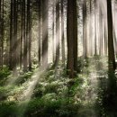 피톤치드 이미지