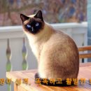 샴