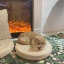 스트레스 타파 힐링 보드게임 | {고양이카페왔냥} 청주고양이카페+닌텐도 스위치+보드게임까지! 성안길 데이트 코스 추천!