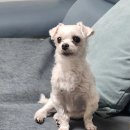 청아동물병원 이미지