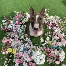 헬로우댕댕 | 횡성애견독채펜션 헬로우댕댕 : 사람 셋 강아지 여섯 1박2일여행후기