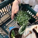 헬로우마켓 이미지