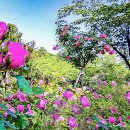 오월의여왕 이미지