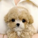 천사 애견 이미지