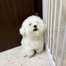 마릴린펫 이미지