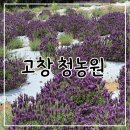 청농원 | 2026 고창 청농원 라벤더 축제 실시간 개화상황 후기