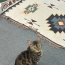 냥카페,루브 이미지