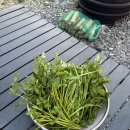 다독다독 | 🐶 청도 애견동반 숙소 추천, 730평 천연잔디 운동장 있는 스테이 다독 솔직후기｜대형견·소형견 모두 가능