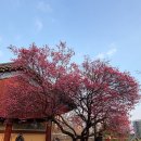 하동빌딩 | 서울 홍매화 명소 봉은사 봄 산책 후기 | 청계천 하동매실거리·창덕궁 매화 정보