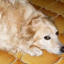 도그앤캣 이미지