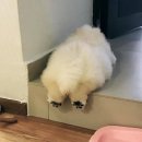 퍼피젤리 이미지