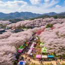 동구청 광장 | 대구 팔공산 벚꽃 축제