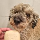 휴먼앤펫 이미지