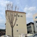 씨유(CU)대구침산점 | [대구] 숨은 벚꽃 명소 방촌역 철길 벚꽃🌸위치·주차장·강아지 산책가능