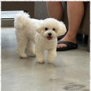 즐거운 애견 이미지