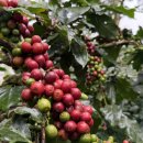 바라농장 | 달랏 손카파바라 커피(Sơn Farm)에서 직접 경험한 커피 클래스 &amp; 팜 투 컵 체험 후기